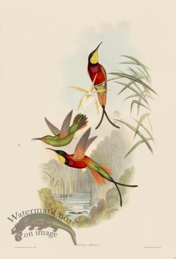 Gould Hummingbird 066
